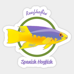 Spanish Hogfish Sticker